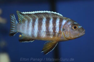 Metriaclima nigrodorsalis 'Chiloelo'